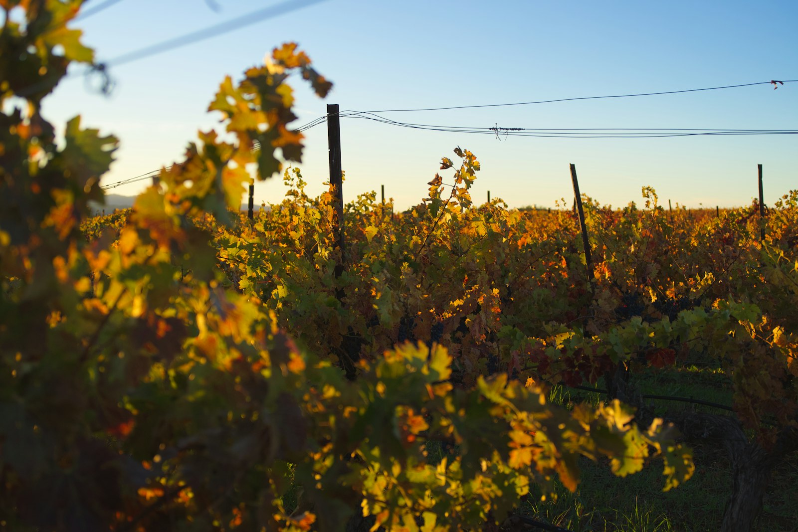 Vineyard rows bathed in golden hour light on Long Island